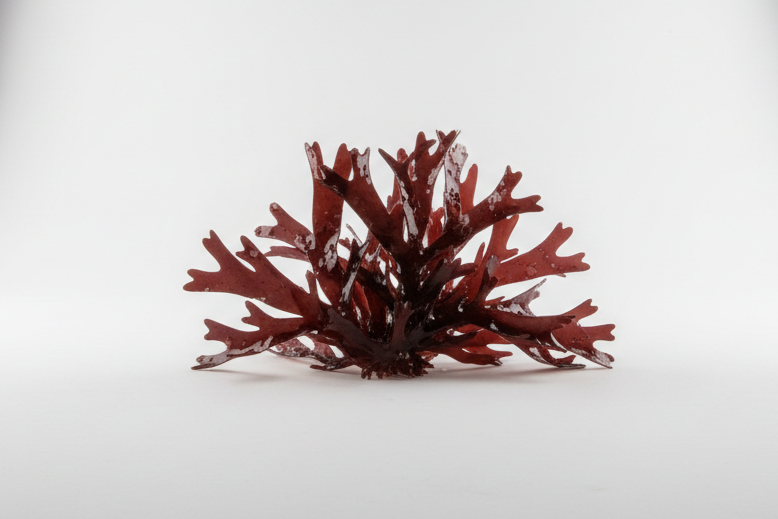 Dulse im Fotostudio (Dulse ist eine essbare Rotalge aus kalten Küstenregionen.)